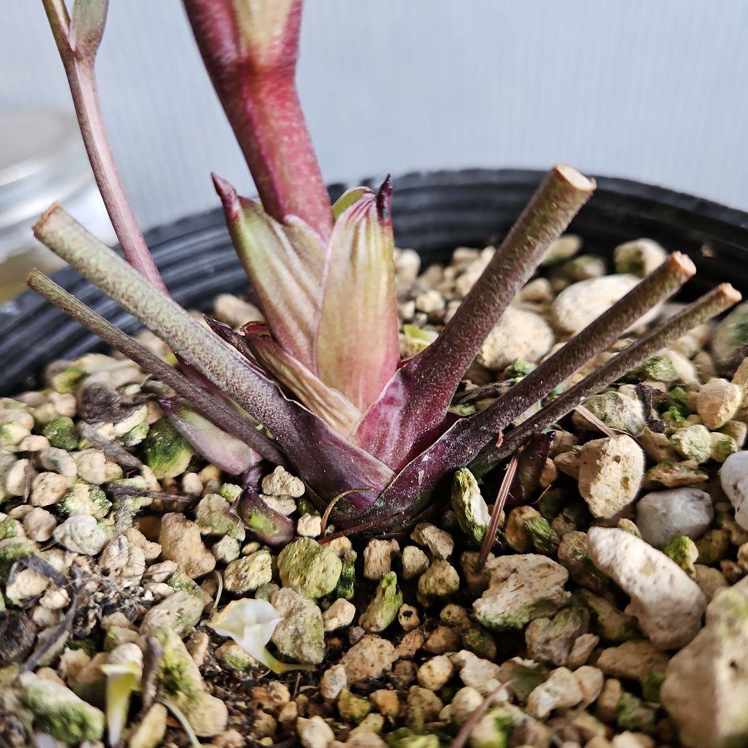 ㉖-450クリスマスローズ