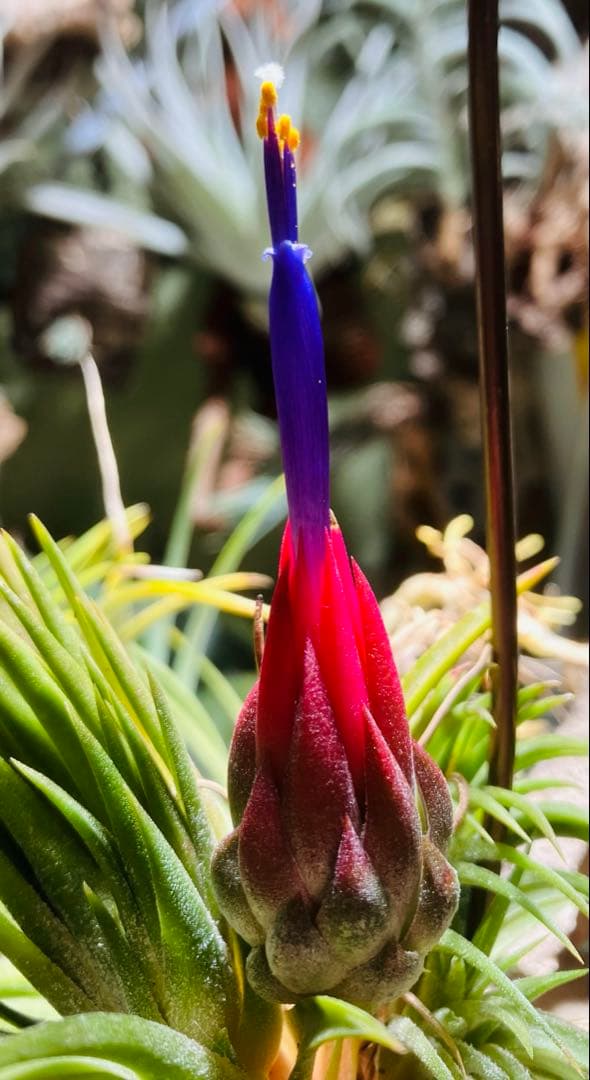 ブロメリア・エアープランツ Tillandsia ionantha 'Apretado' RFI
