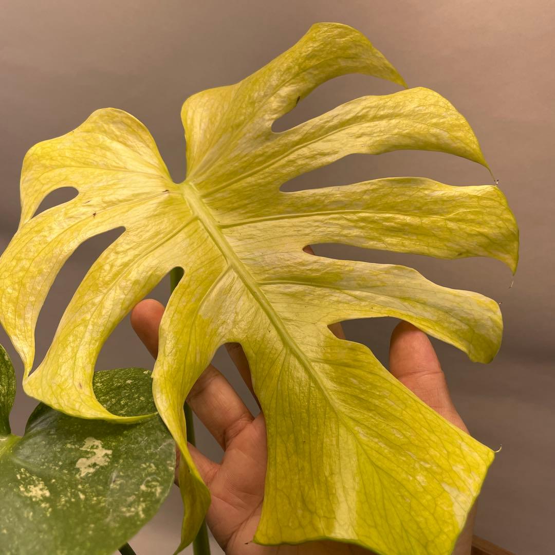 あ*や様 lsw671ホワイトモンスター 天津蘭 モンステラ斑入り