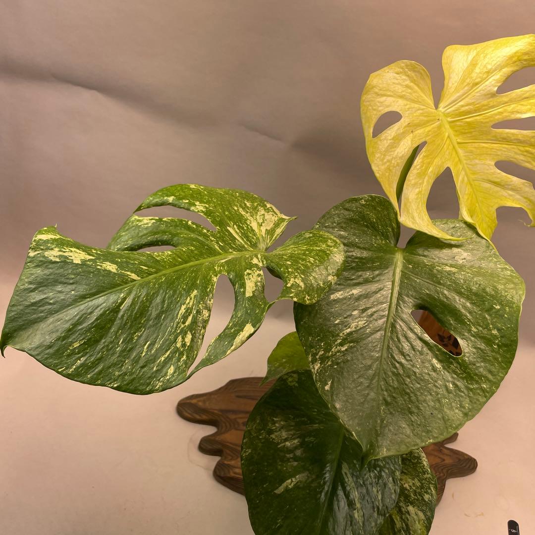 あ*や様 lsw671ホワイトモンスター 天津蘭 モンステラ斑入り