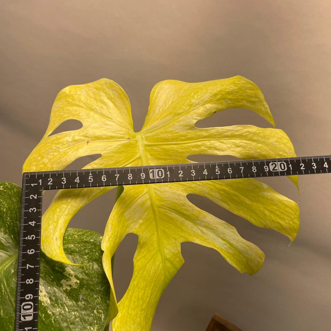 あ*や様 lsw671ホワイトモンスター 天津蘭 モンステラ斑入り