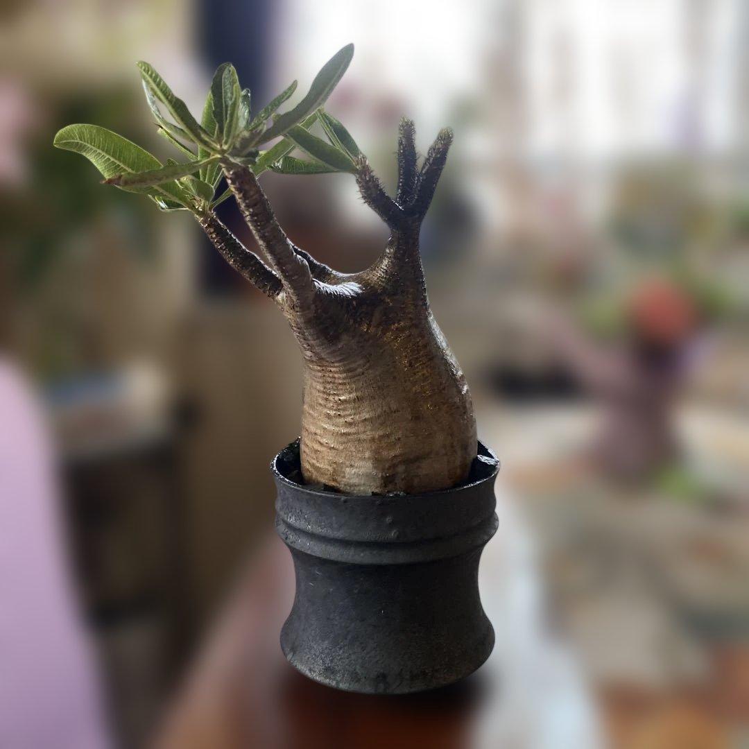 グラキリス大きめ現地球