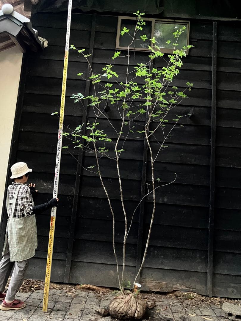 89 山採り　アオダモ