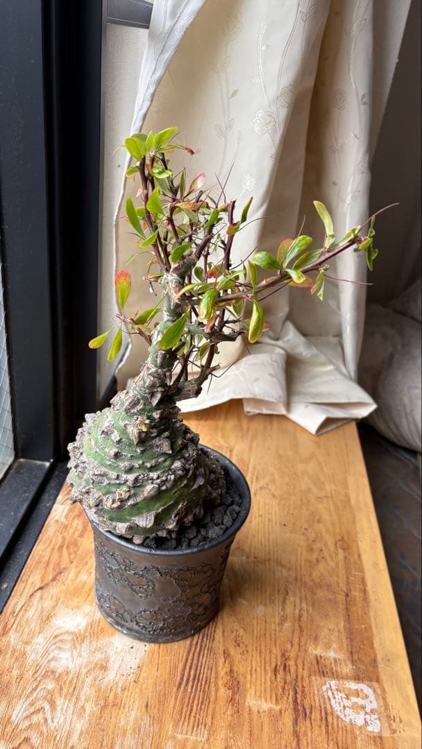 ※Lucasフォークイエリア ファシクラータ 現地株