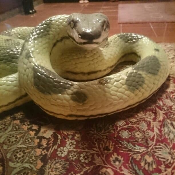 珍品コブラ価格相談宜しくです！