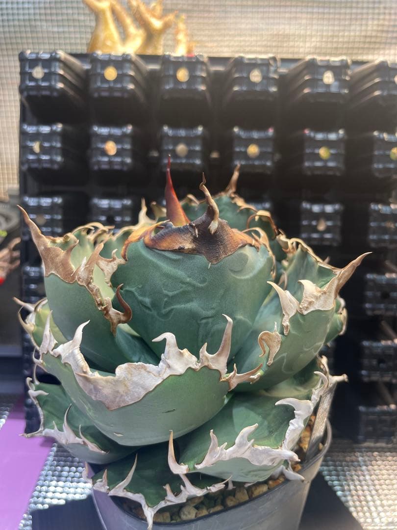 アガベ チタノタ 魔丸