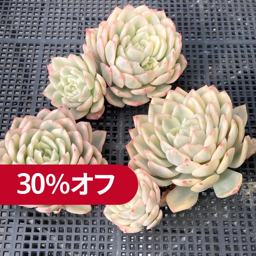 エケベリア　韓国苗　大苗　ムーンフェアリー錦　多肉植物　ポコ多肉