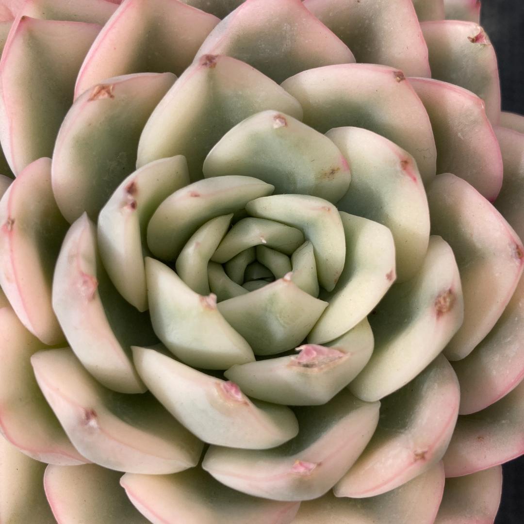 エケベリア　韓国苗　大苗　ムーンフェアリー錦　多肉植物　ポコ多肉