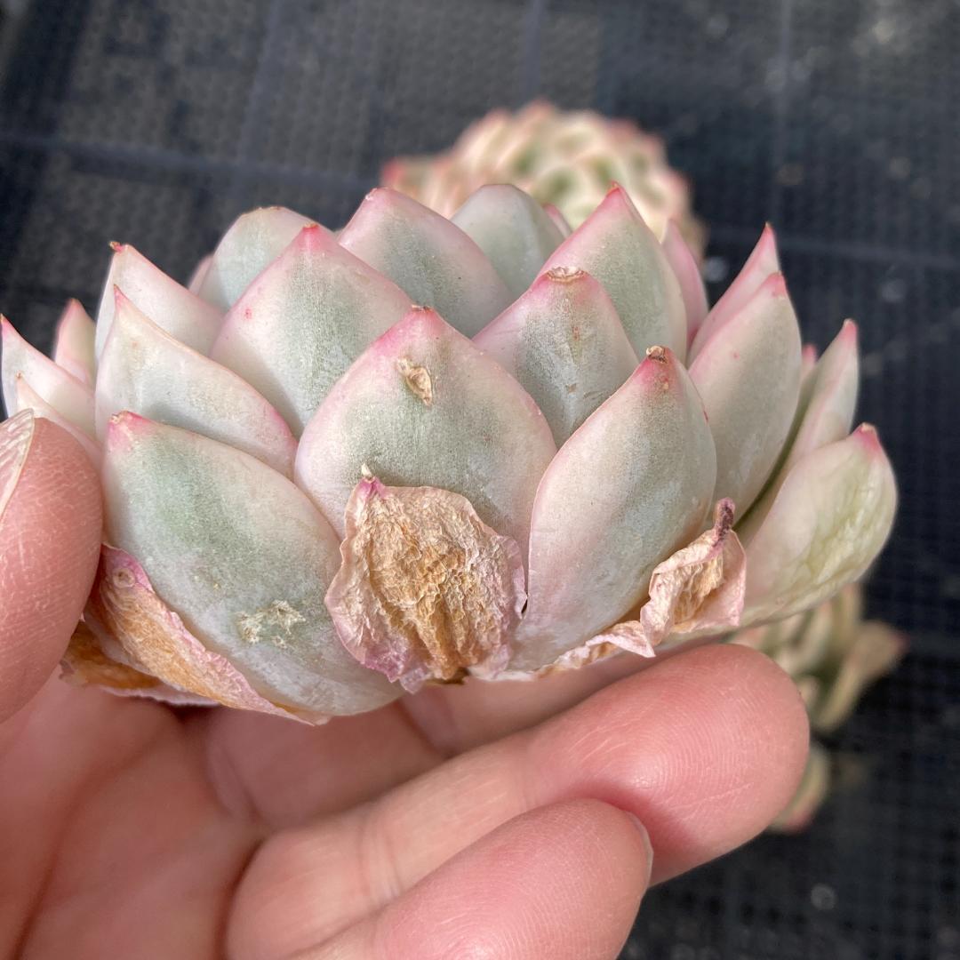 エケベリア　韓国苗　大苗　ムーンフェアリー錦　多肉植物　ポコ多肉