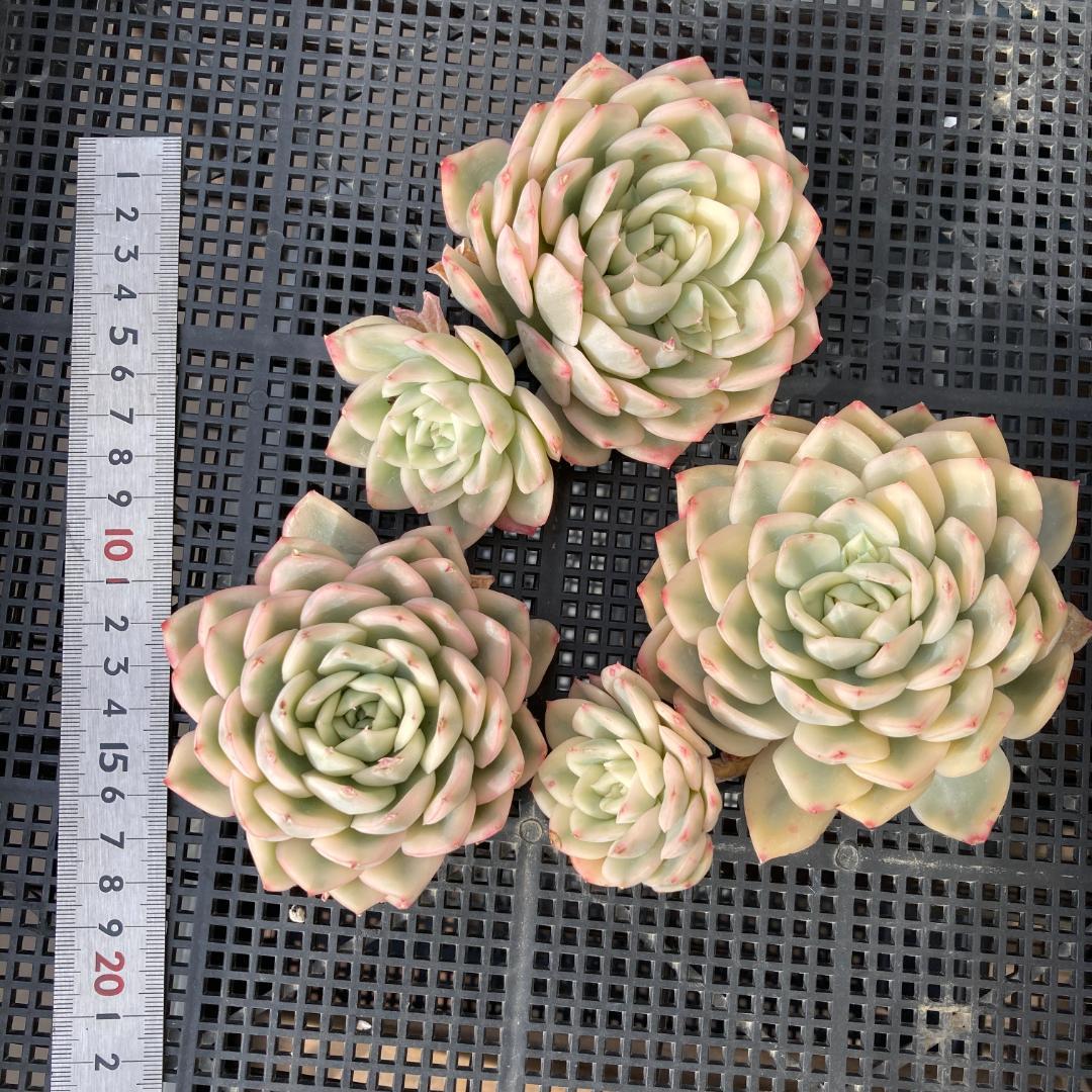 エケベリア　韓国苗　大苗　ムーンフェアリー錦　多肉植物　ポコ多肉