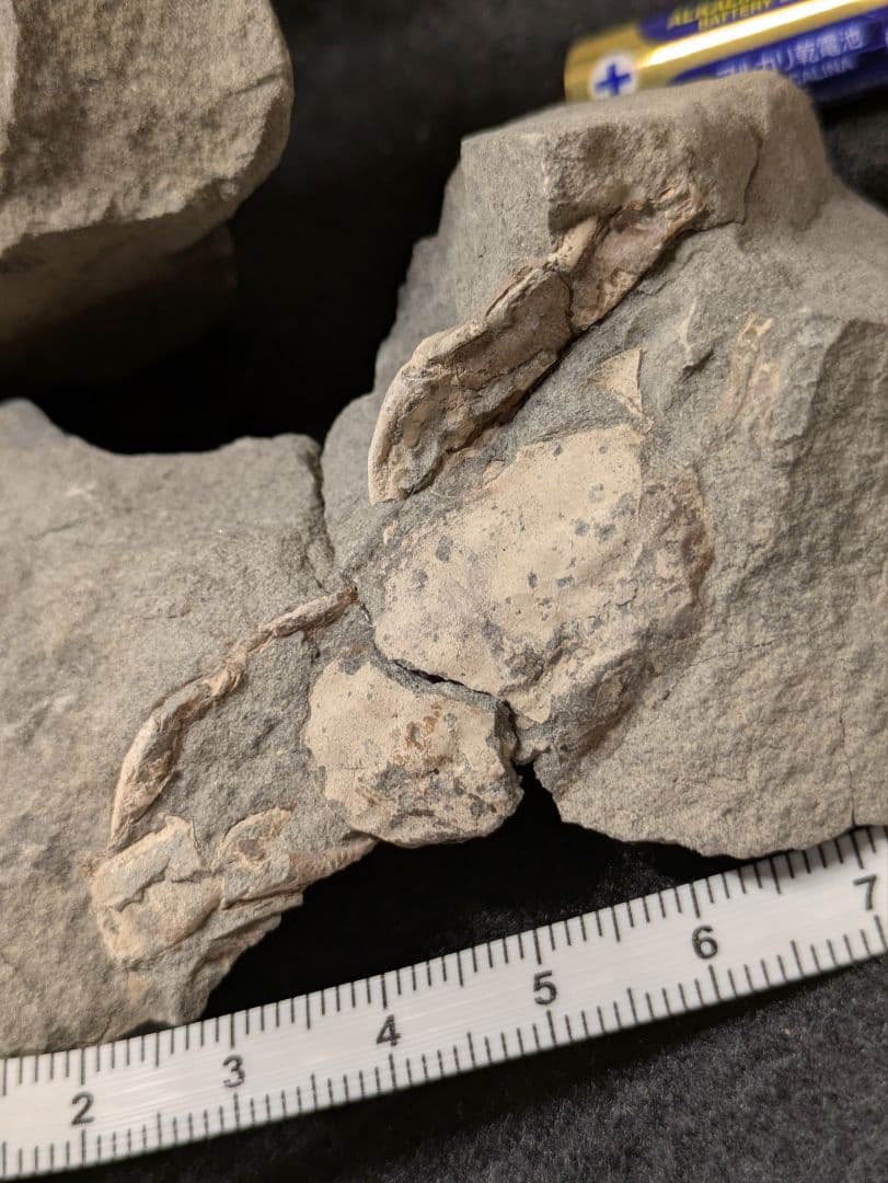 カニ　化石　標本　地学　原石