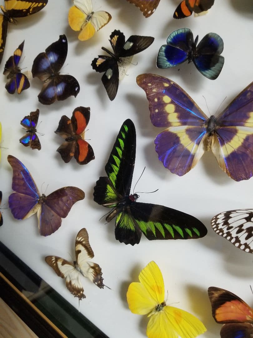 蝶々色々 標本 ナルキ♂️(亜種)含む