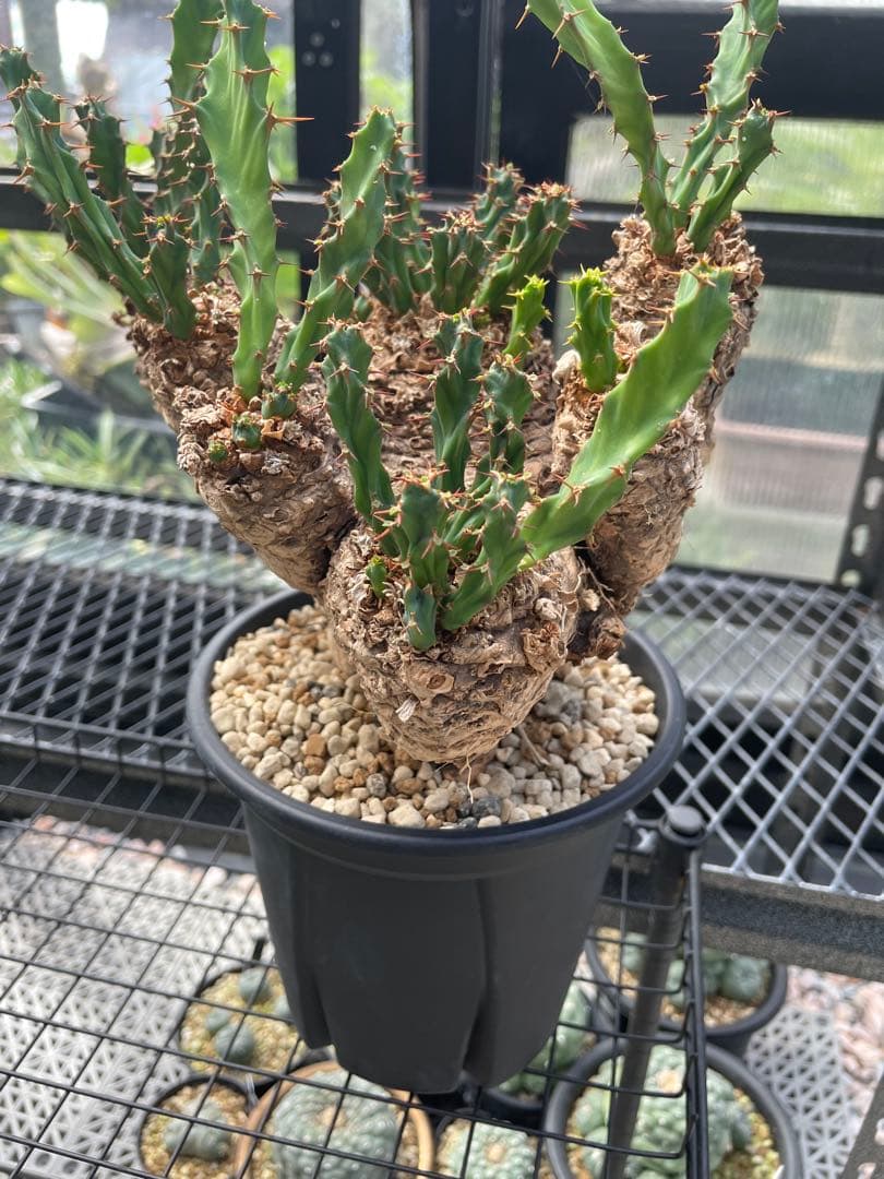 ユーフォルビア クラビゲラ Euphorbia clavigera