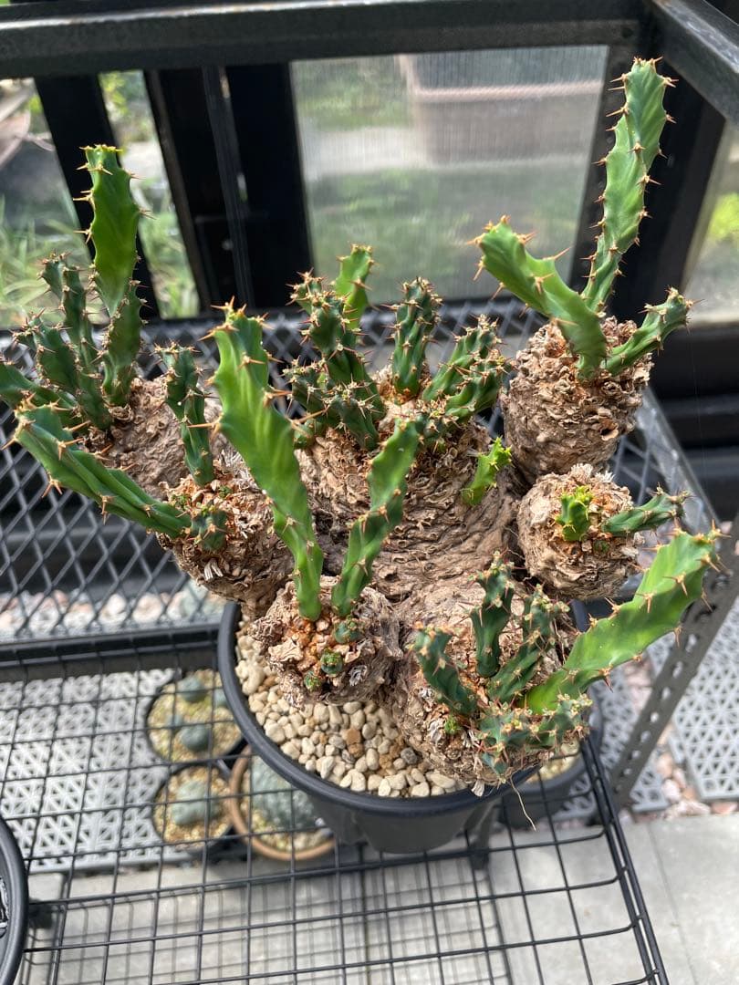 ユーフォルビア クラビゲラ Euphorbia clavigera