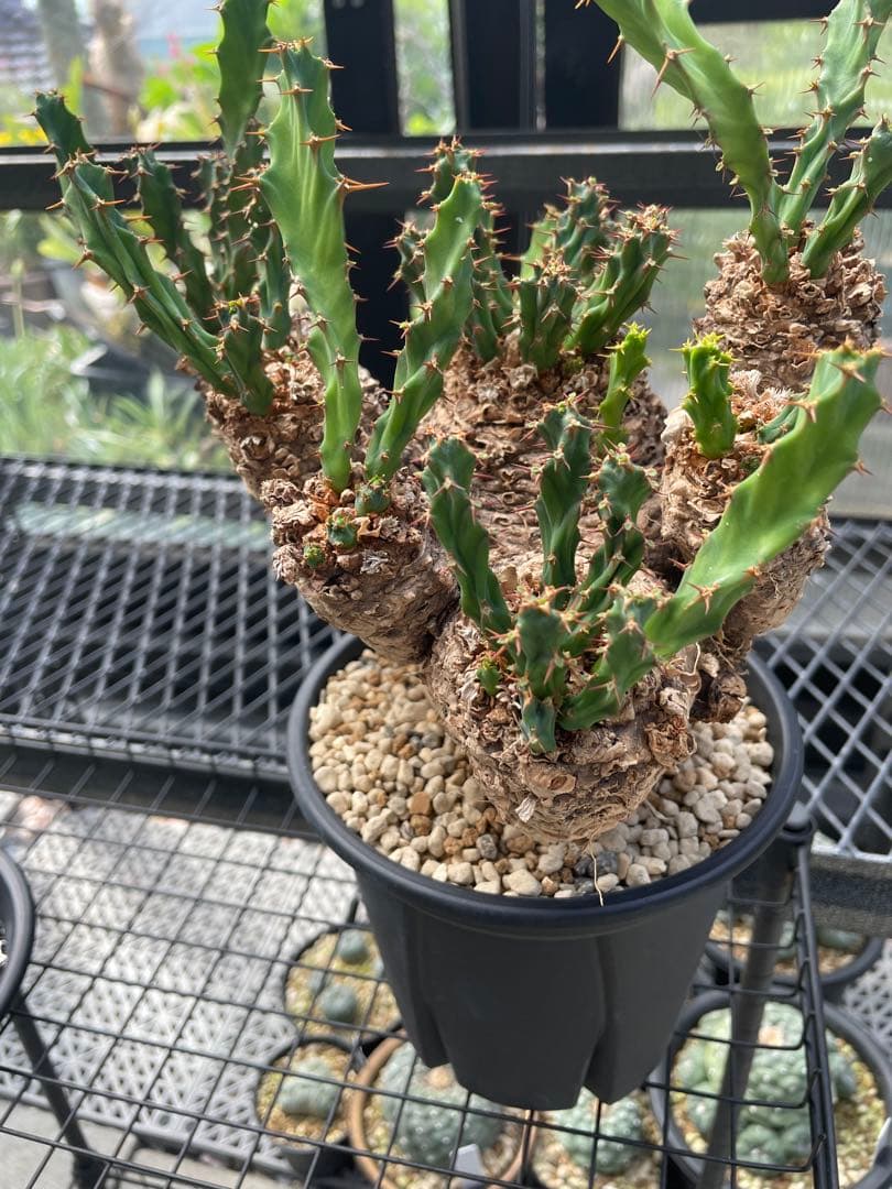 ユーフォルビア クラビゲラ Euphorbia clavigera