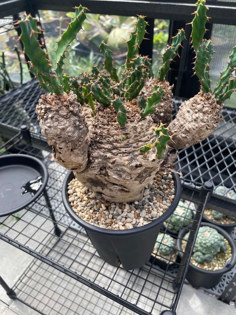 ユーフォルビア クラビゲラ Euphorbia clavigera