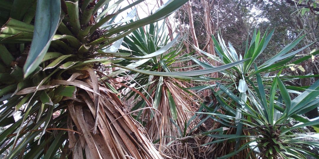 アツバキミガヨラン