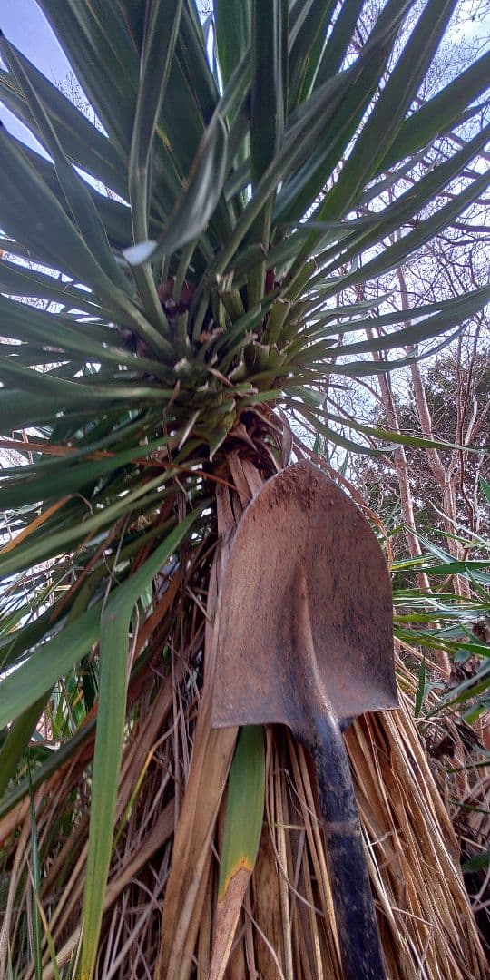 アツバキミガヨラン