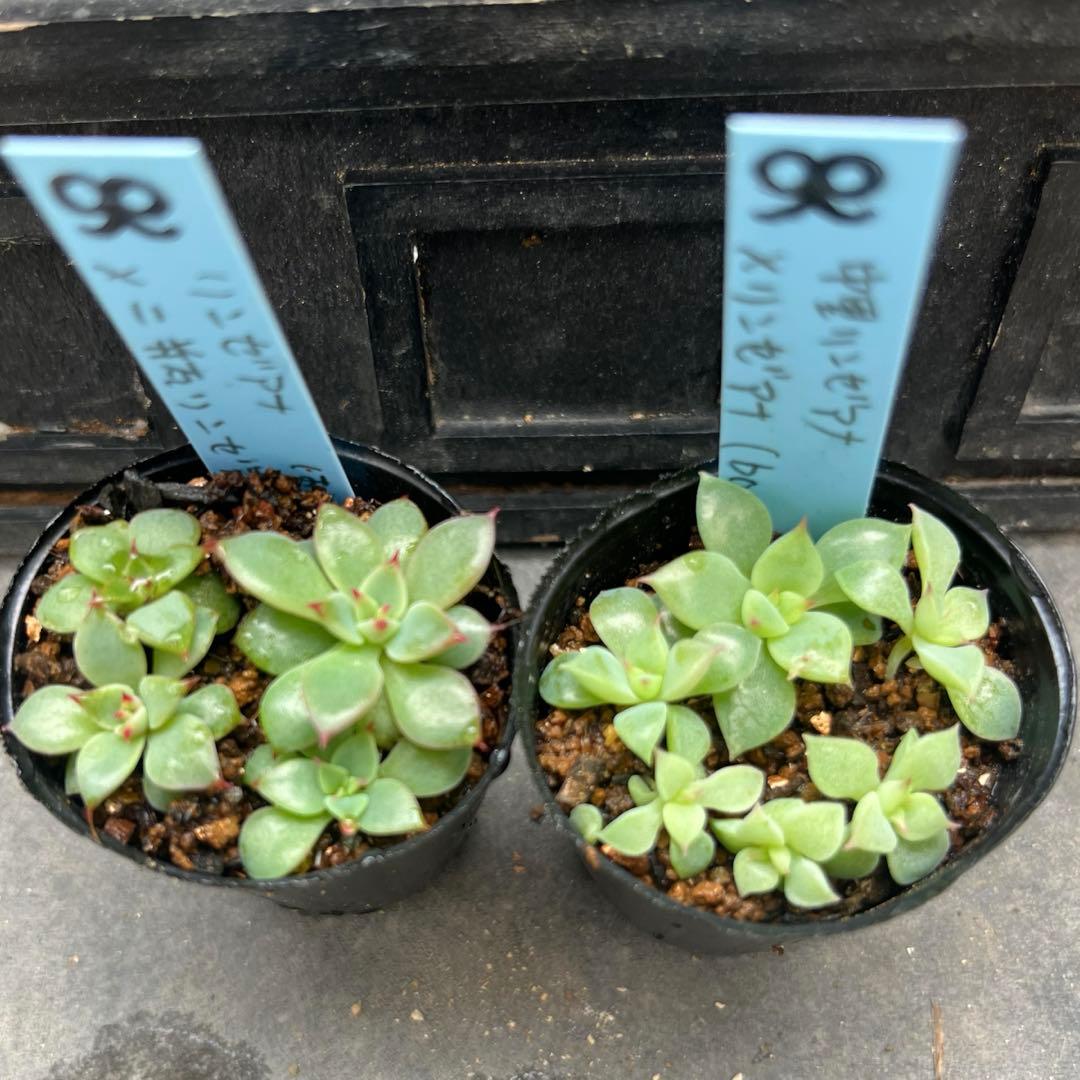 ✿*。様 リンゼアナ❤️セット