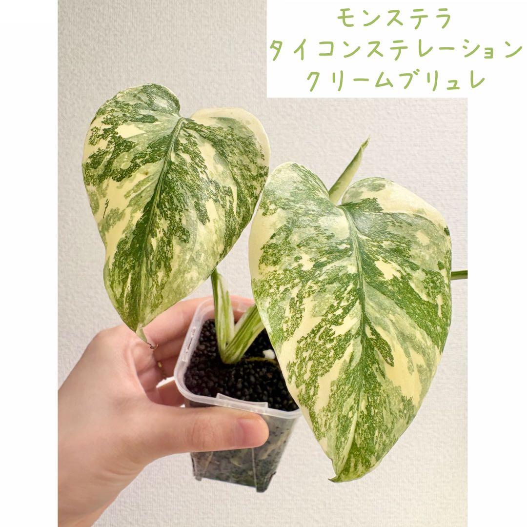 kamekichi1113　モンステラ クリームブリュレ