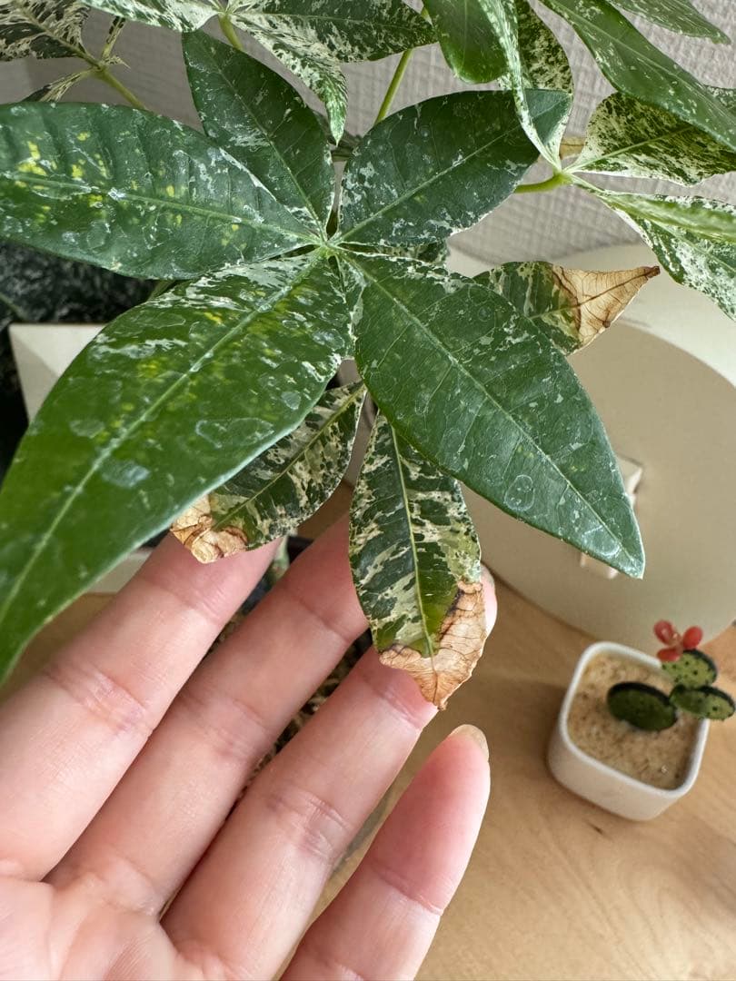 幹太!! 希少 ★★ パキラミルキーウェイ 実生 斑入り ★★