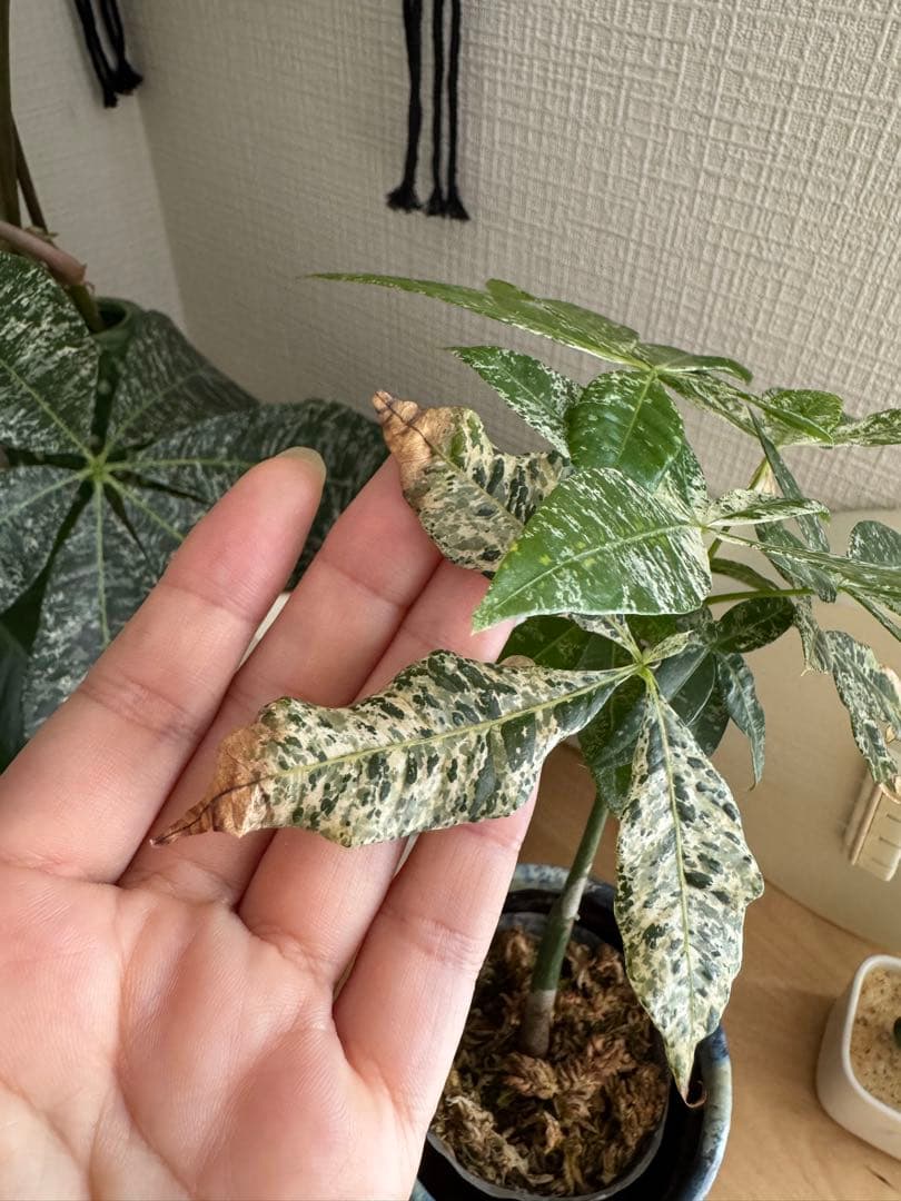 幹太!! 希少 ★★ パキラミルキーウェイ 実生 斑入り ★★