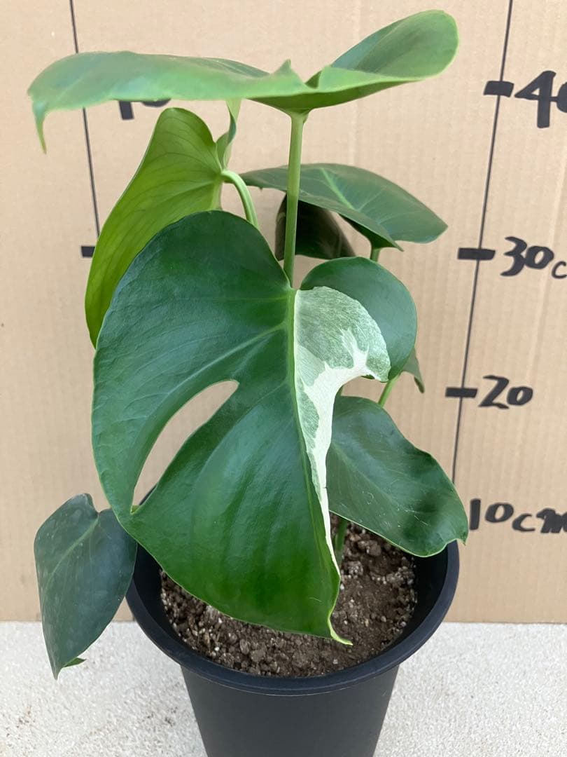 モンステラ　デリシオーサ実生株　斑入り　変異株　2鉢セット