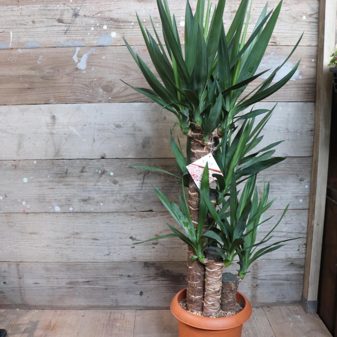 ★ポットごと♡8号♡ユッカ♡3本立て♡観葉植物♡おしゃれ♡インテリア