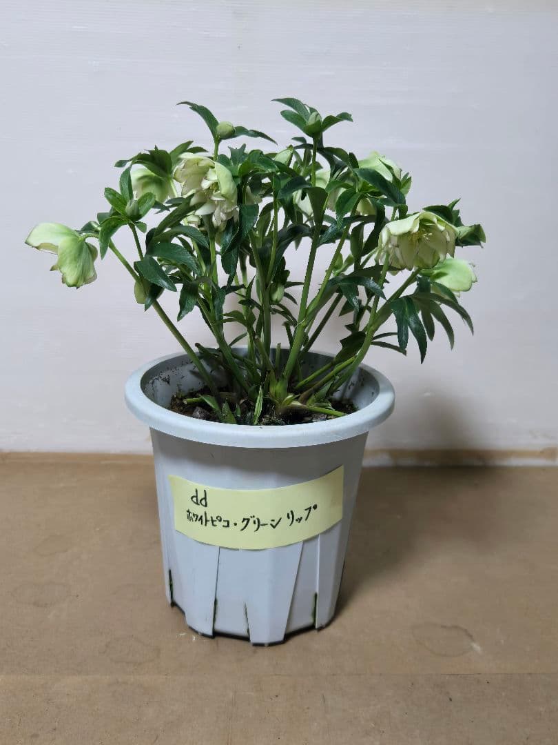 ☆クリスマスローズ☆ホワイトピコ　グリーンリップ☆7号鉢☆