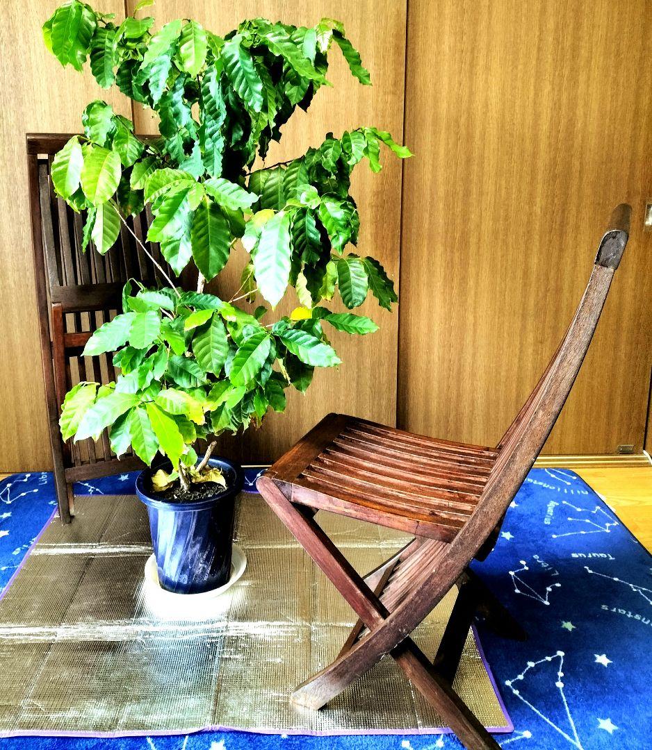 木製折りたたみ椅子 　ガーデンチェア 2脚セット　おまけ付き