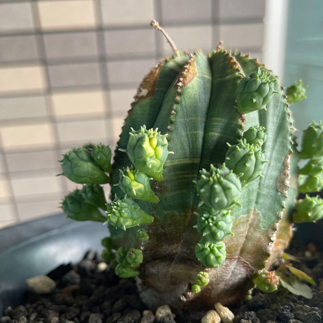 ユーフォルビア　オベサ　オベサ梵天　錦