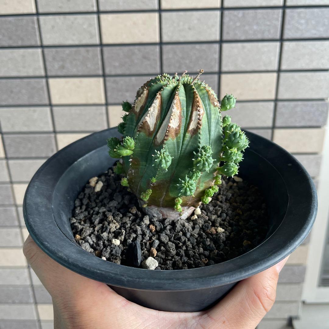 ユーフォルビア　オベサ　オベサ梵天　錦