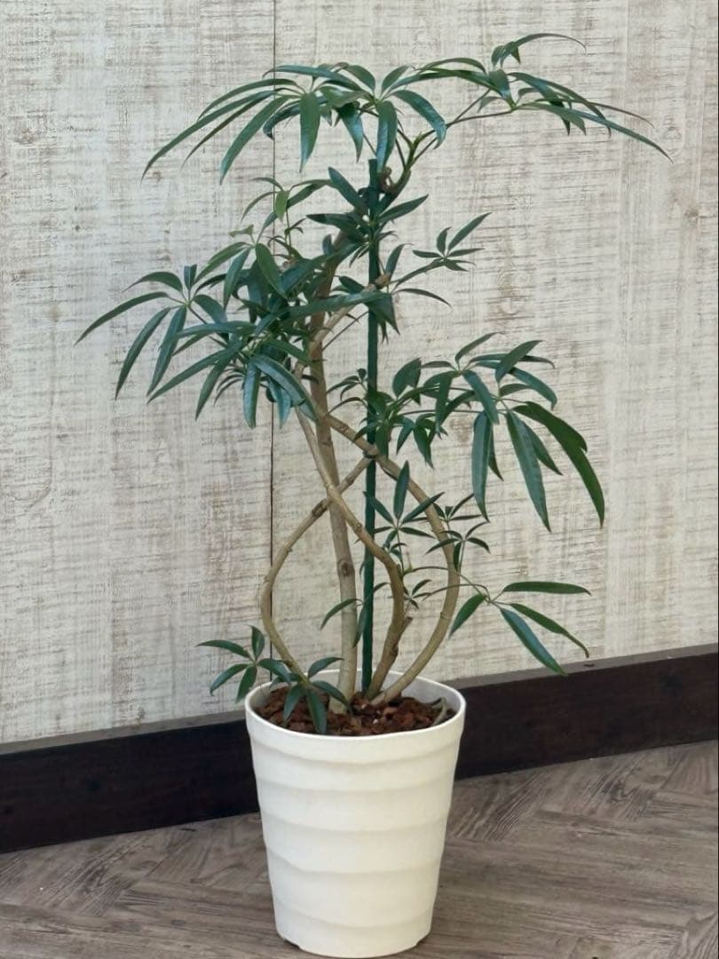 ☆シェフレラ アンガスティフォリア♪ 84cm 曲がりフォルム♪