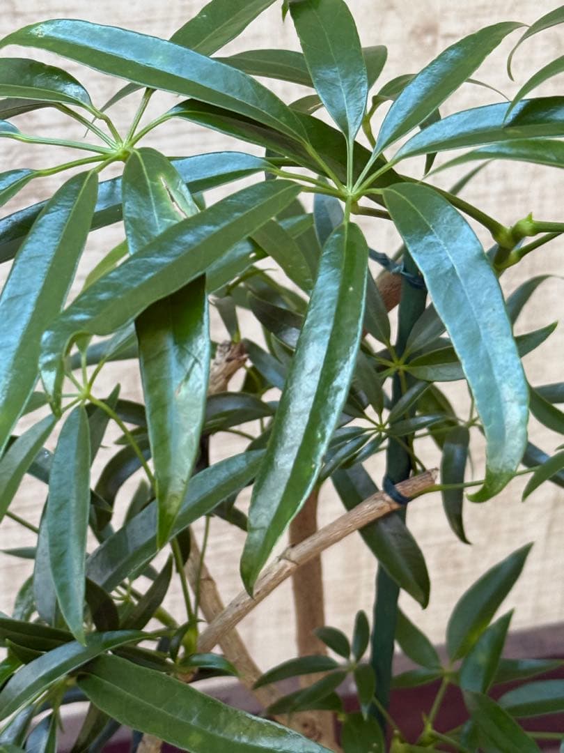 ☆シェフレラ アンガスティフォリア♪ 84cm 曲がりフォルム♪