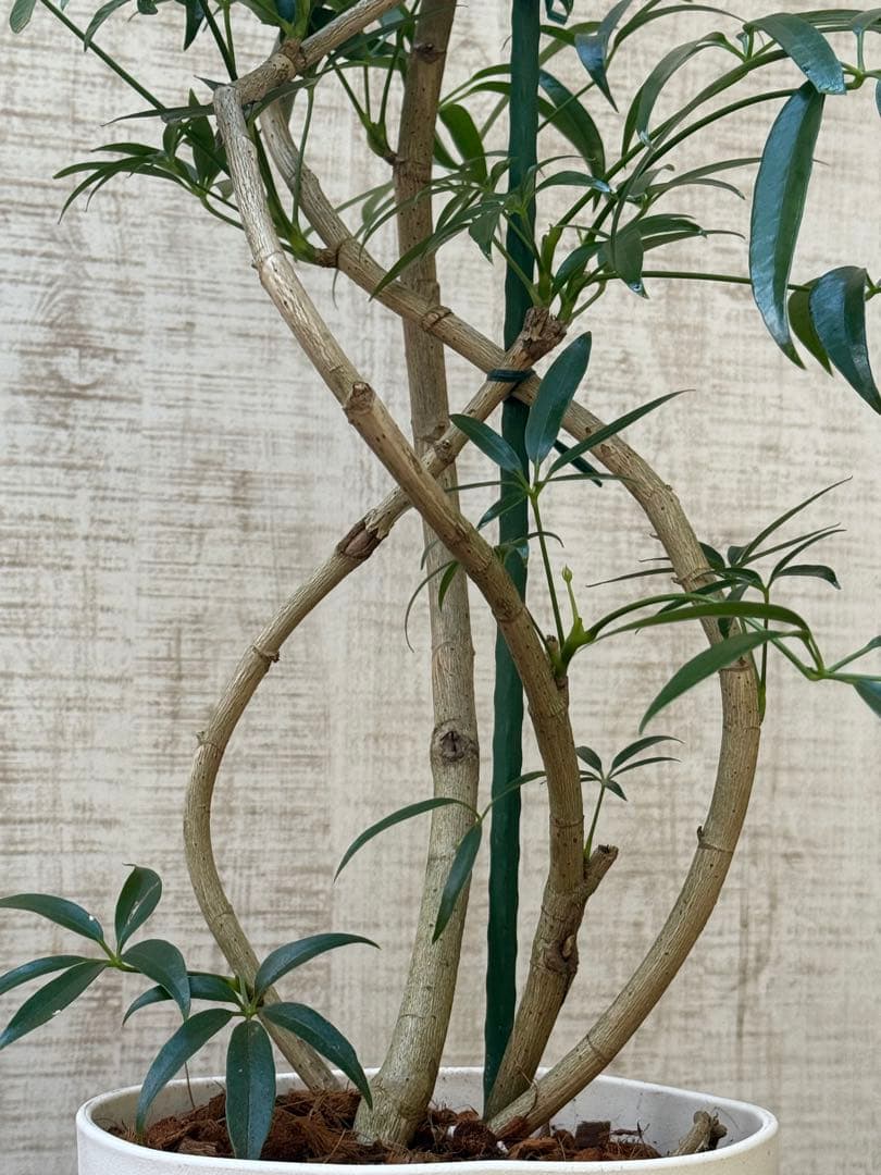 ☆シェフレラ アンガスティフォリア♪ 84cm 曲がりフォルム♪