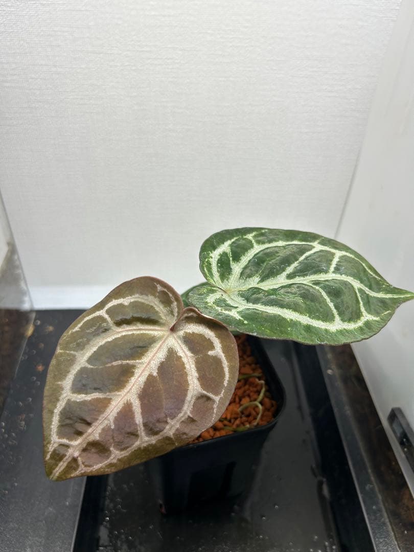 アンスリウム ミッシェル