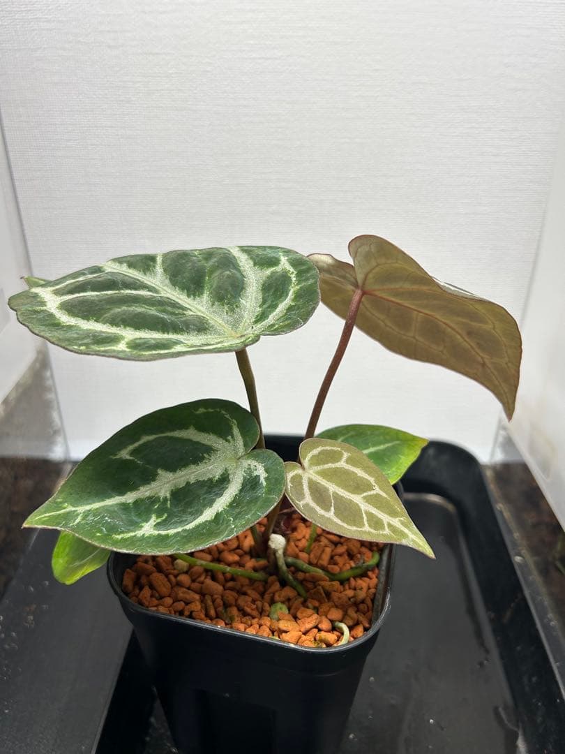 アンスリウム ミッシェル