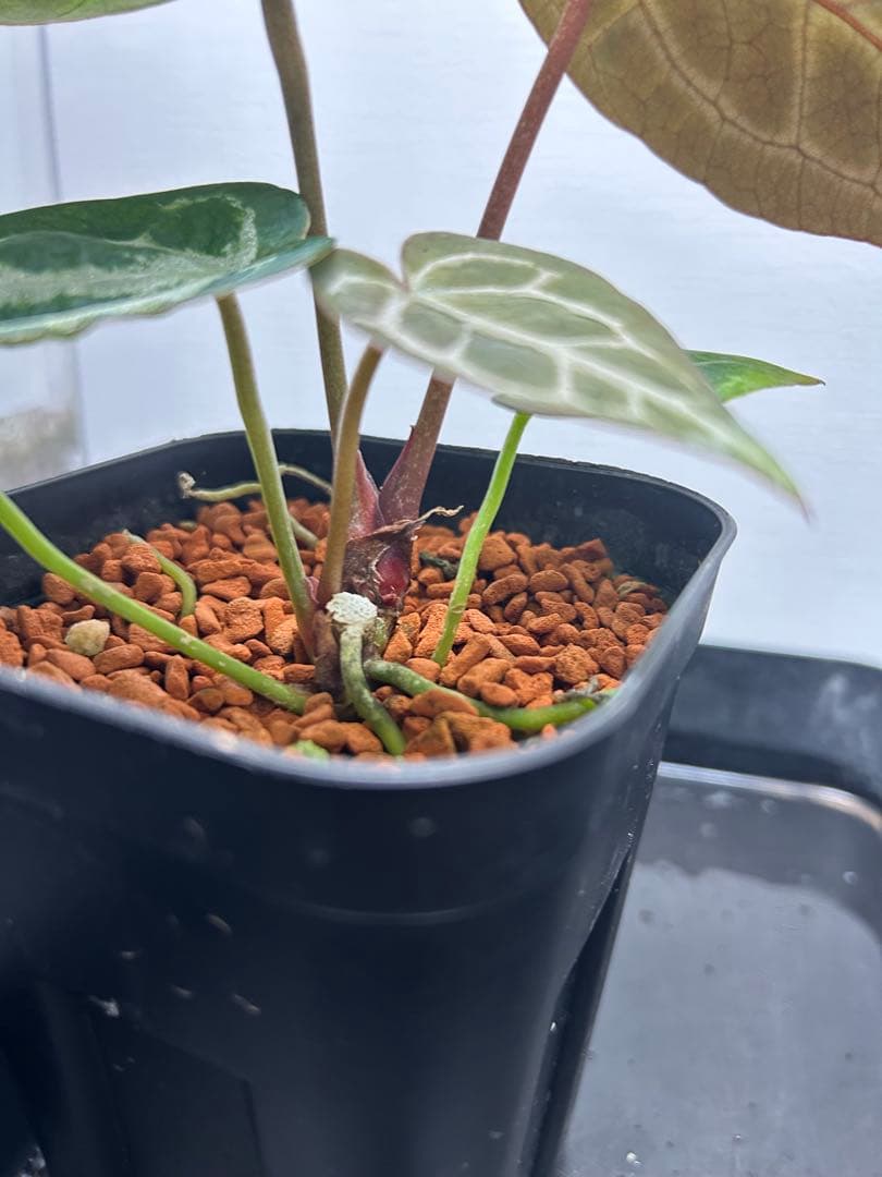 アンスリウム ミッシェル