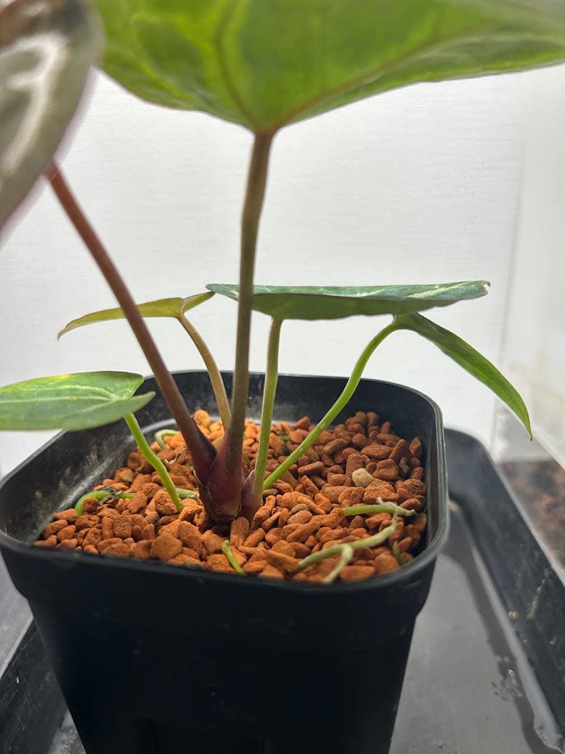 アンスリウム ミッシェル