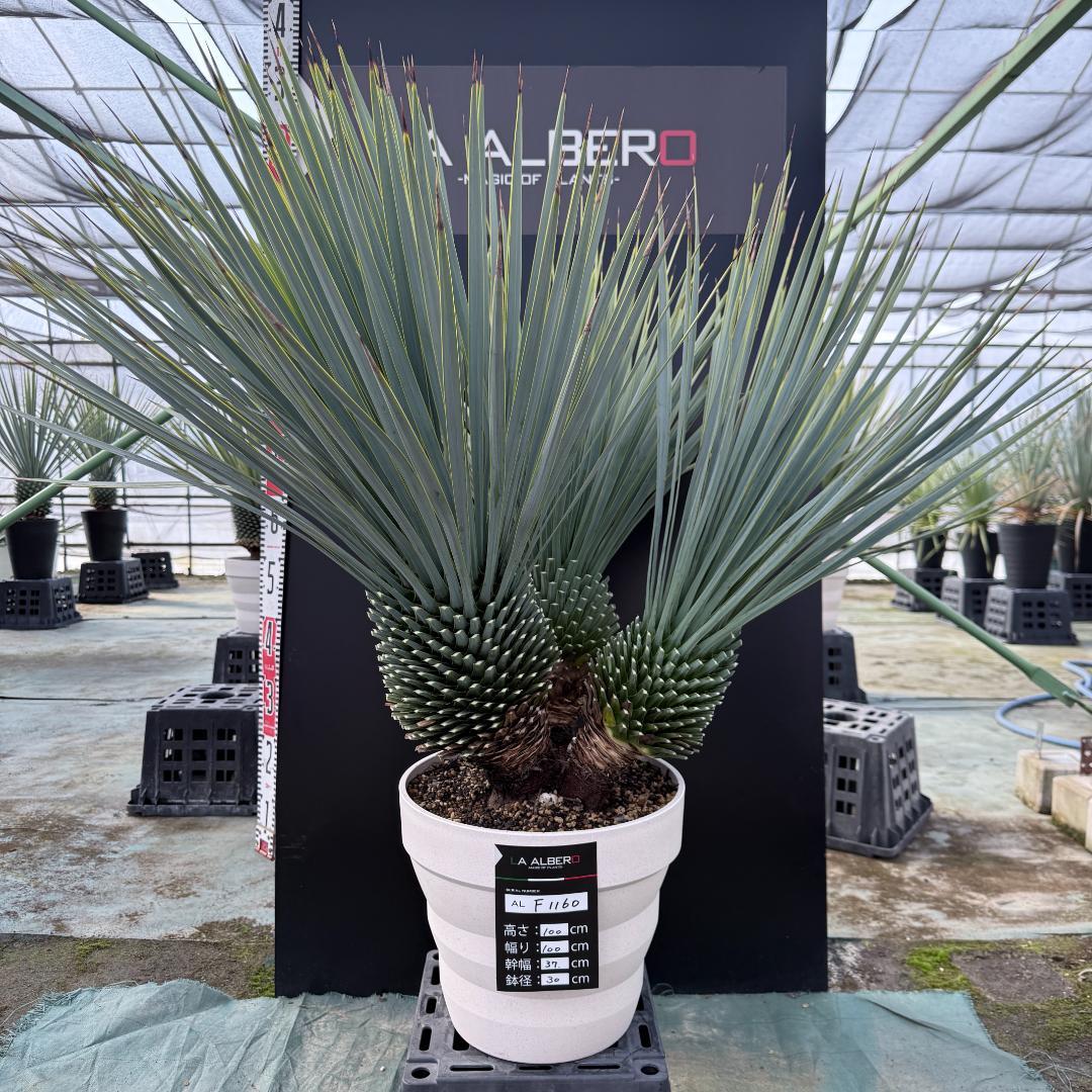 【AL-F1160】ユッカ　ロストラータ　超希少トリプルヘッド　極太