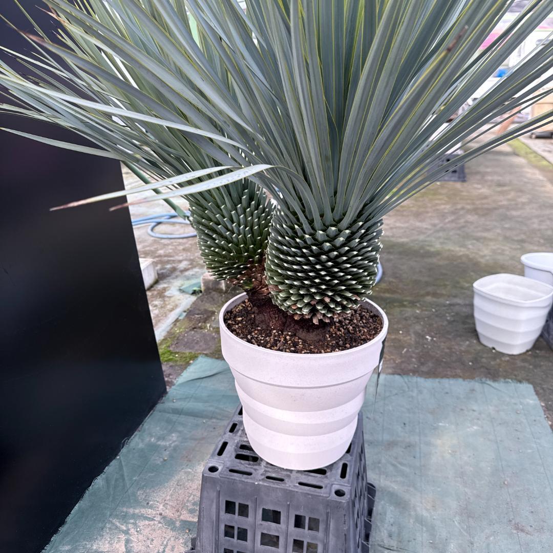 【AL-F1160】ユッカ　ロストラータ　超希少トリプルヘッド　極太