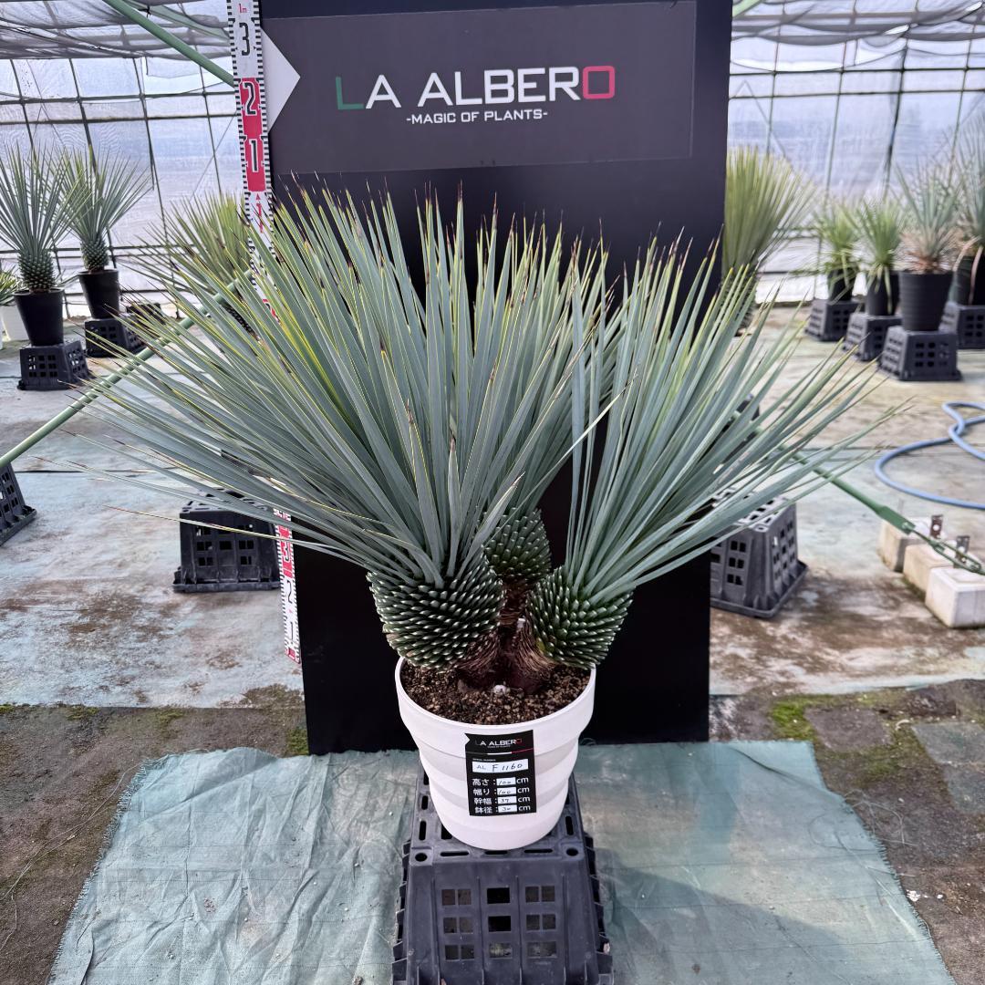 【AL-F1160】ユッカ　ロストラータ　超希少トリプルヘッド　極太