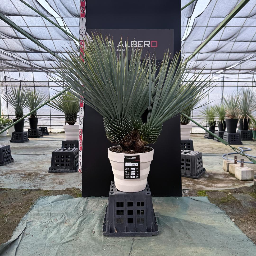 【AL-F1160】ユッカ　ロストラータ　超希少トリプルヘッド　極太