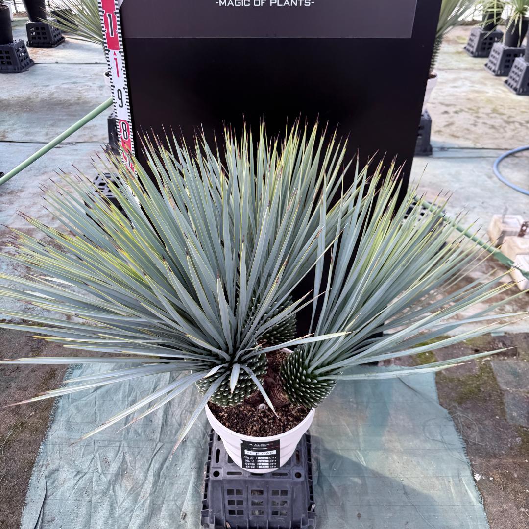【AL-F1160】ユッカ　ロストラータ　超希少トリプルヘッド　極太