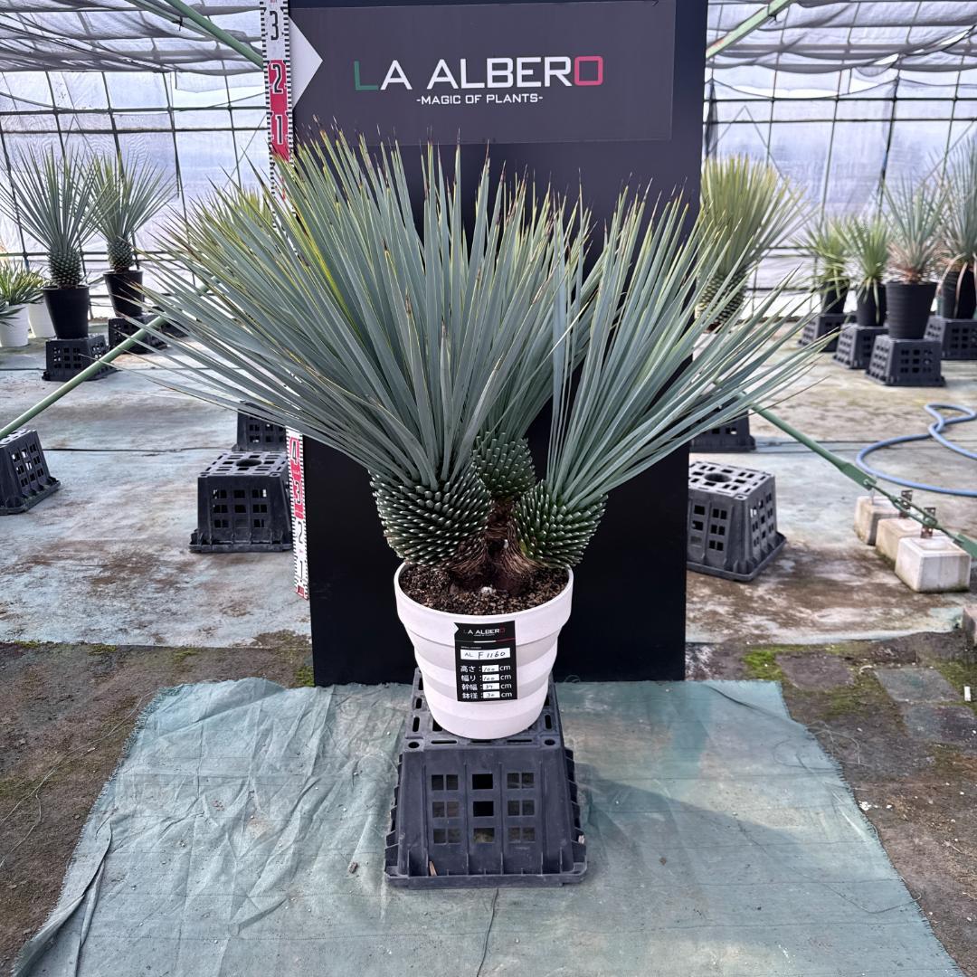 【AL-F1160】ユッカ　ロストラータ　超希少トリプルヘッド　極太