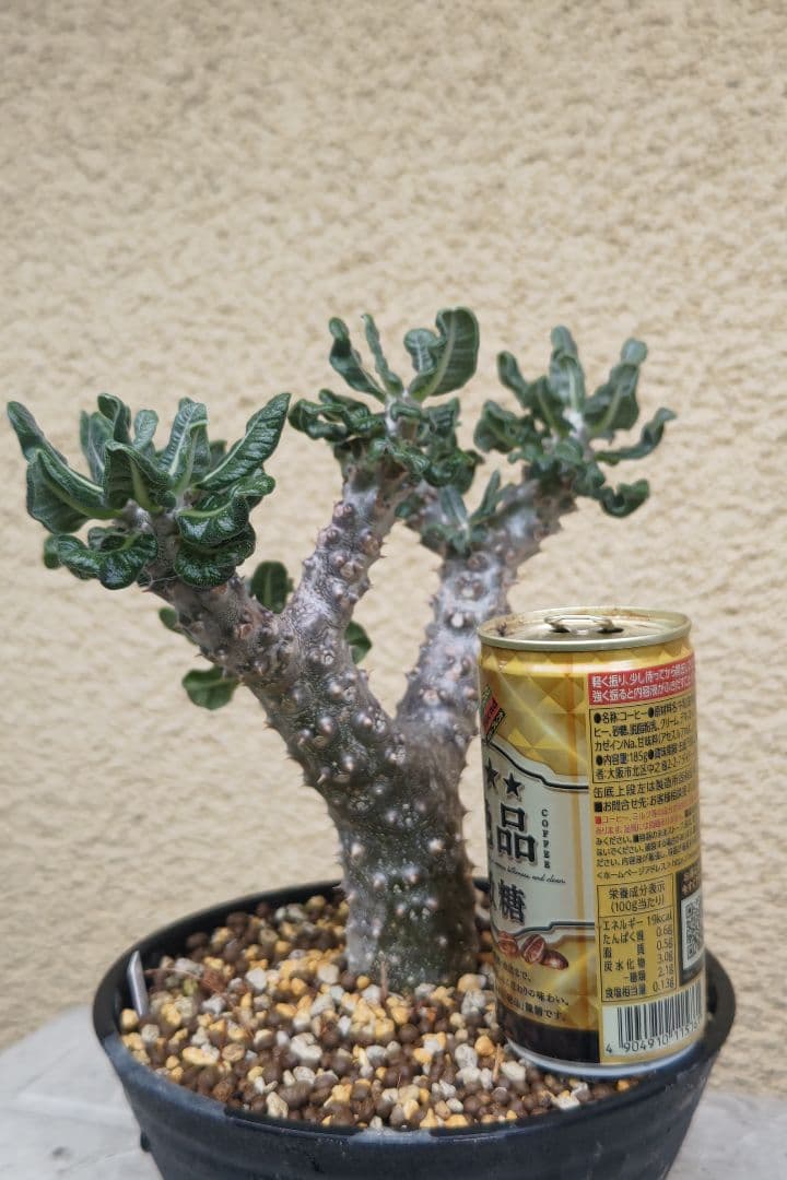 パキポディウムタッキー