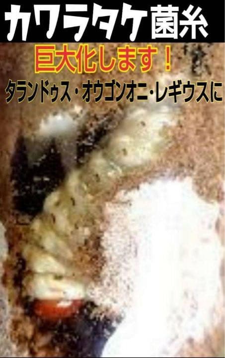 極上！カワラ菌糸瓶【8本】タランドゥス・オウゴンオニクワガタ・レギウスが巨大化！