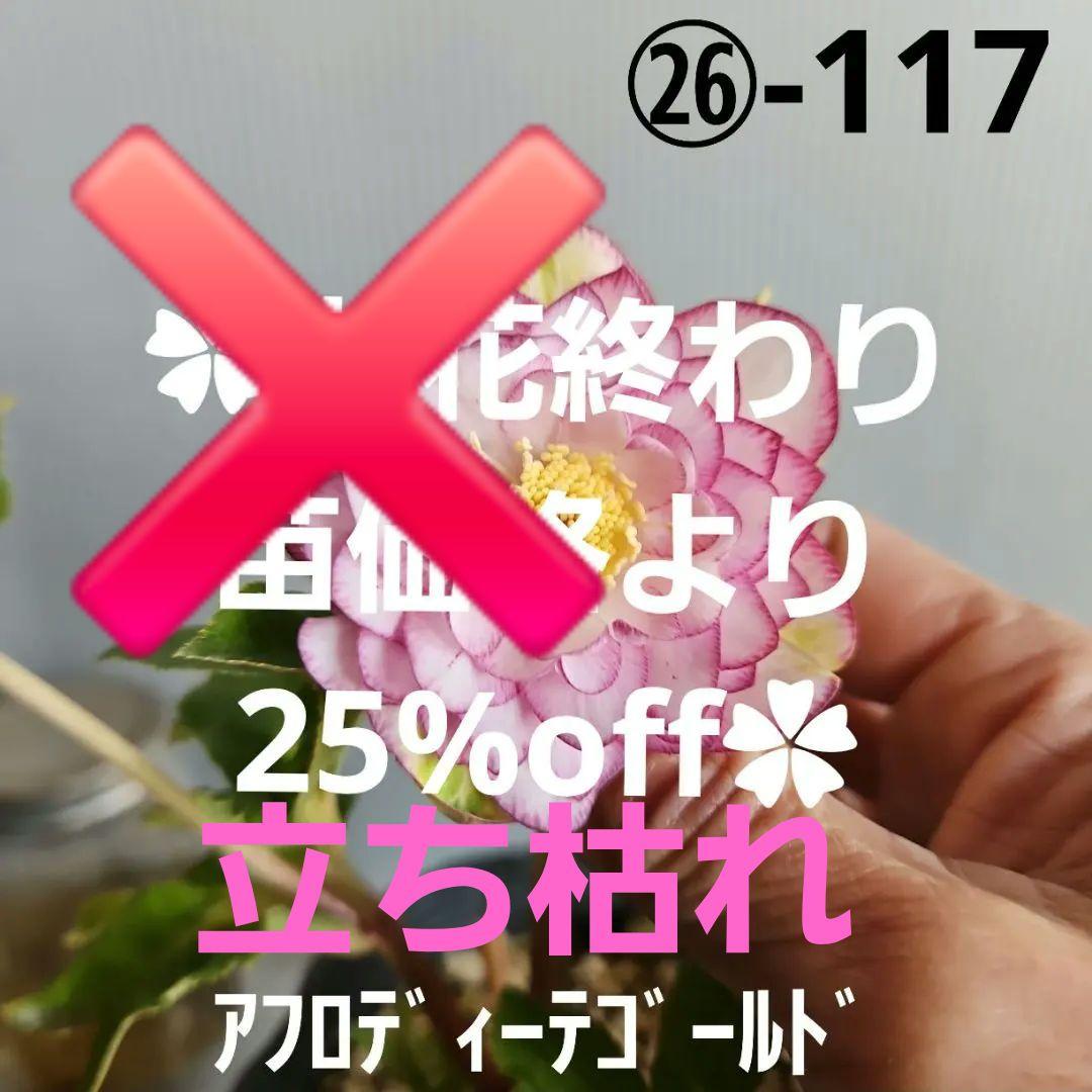 ㉖-117クリスマスローズ