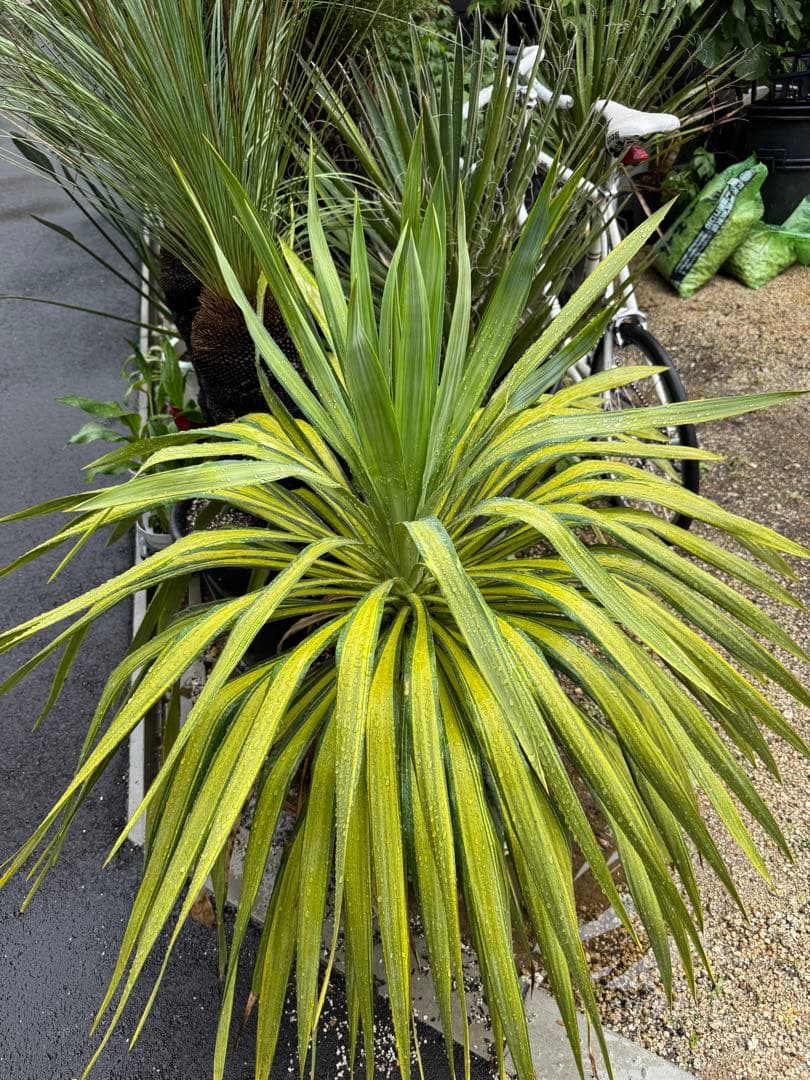 ユッカ プレミアムゴールド