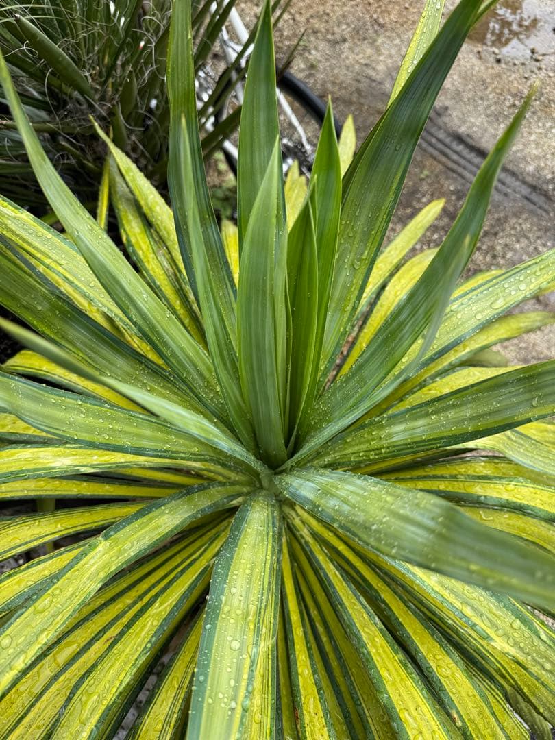 ユッカ プレミアムゴールド